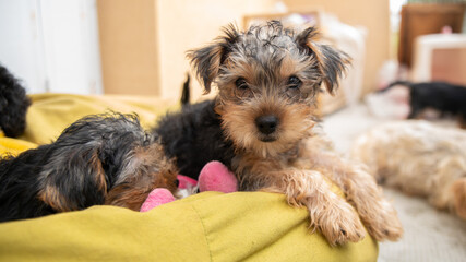 
Young Yorkshire puppy on a green beanbag