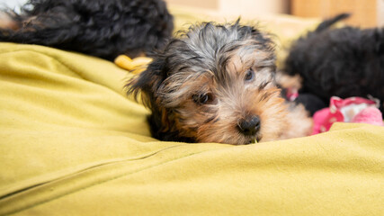 
Young Yorkshire puppy on a green beanbag