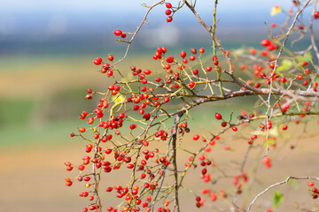 Ein Hagebuttenstrauch in der Weinviertler Kulturlandschaft, Niederösterreich