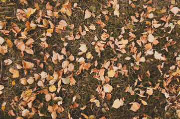 autumn leaves background