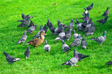 Fototapeta premium pigeons and duck on the grass