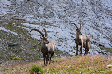 Capricorns in the Swiss alps
