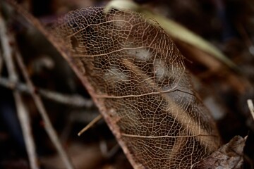 Macro decomposing leaf