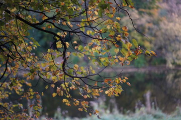 autumn leaves on a branch