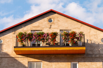 Beautiful flowering flower pots on the balcony of the house on a sunny evening