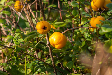 Ripe quinces in the bushes. Quince harvest time