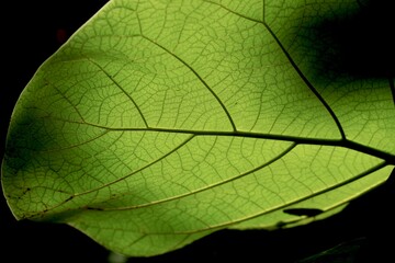 Macro sunlit leaf