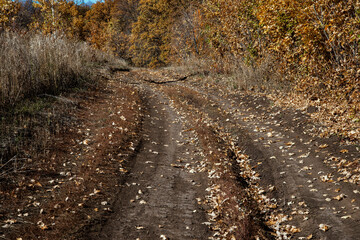 autumn leaves on the road