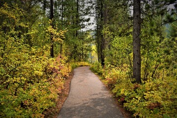 Obraz premium path in the woods