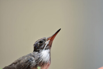 Un colibrí de mi jardín  © Beti