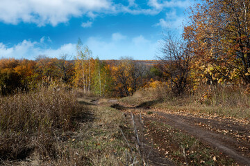 autumn in the forest