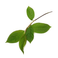 Bird cherry tree leaves isolated on a white background