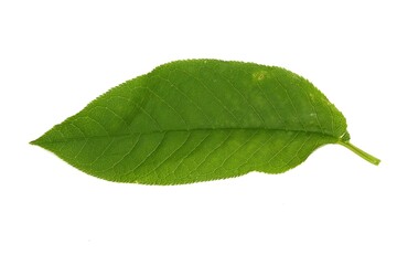 Fototapeta na wymiar Bird cherry tree leaf isolated on a white background