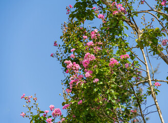 Beautiful pink flowers on Сrape myrtle tree (Lagerstroemia indica) in city park Krasnodar. Public...