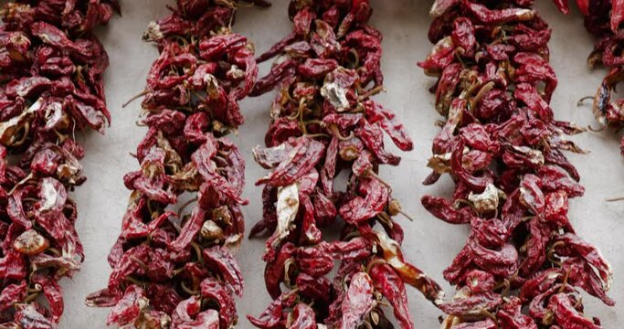 A lot of red peppers hanging and drying. Drying red peppers for spice. 