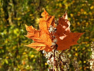 Beautiful landscape of autumn leaves in nature close up