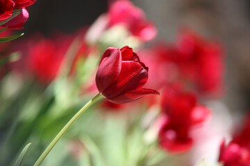 Obraz premium Colorful tulips flowers blooming in a garden.Very beautiful tulips in bloom and smell spring. Colorful tulip garden.