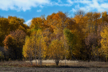 autumn trees in the park