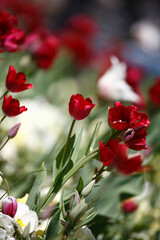Fototapeta premium Colorful tulips flowers blooming in a garden.Very beautiful tulips in bloom and smell spring. Colorful tulip garden.
