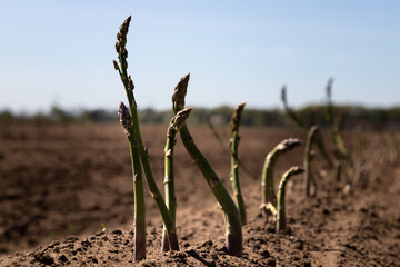 Detail of asparagus fern on dry soil during spring, harvest season