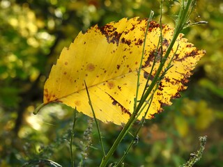 Beautiful landscape of autumn leaves in nature close up