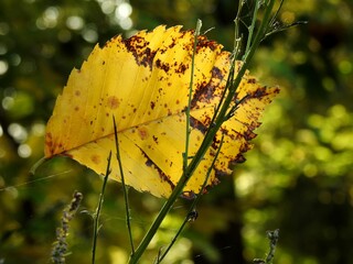 Beautiful landscape of autumn leaves in nature close up