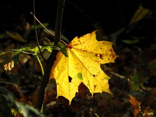 Beautiful landscape of autumn leaves in nature close up