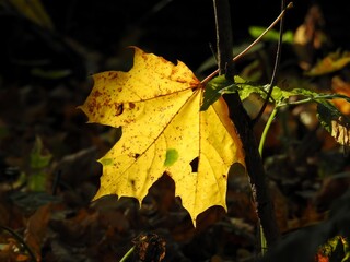 Beautiful landscape of autumn leaves in nature close up