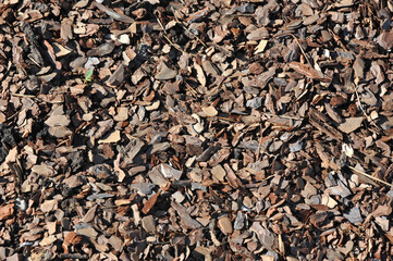 Bark textured background