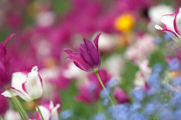 Fototapeta premium Colorful tulips flowers blooming in a garden.Very beautiful tulips in bloom and smell spring. Colorful tulip garden.