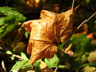 Beautiful landscape of autumn leaves in nature close up