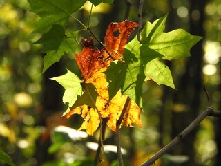 Beautiful landscape of autumn leaves in nature close up