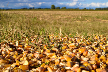 corn field in autumn