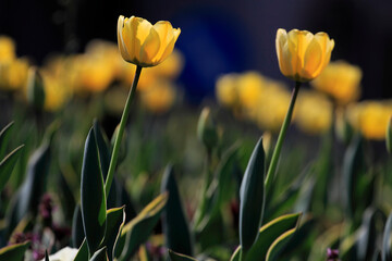 Obraz premium Colorful tulips flowers blooming in a garden.Very beautiful tulips in bloom and smell spring. Colorful tulip garden.