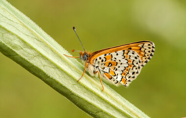 Butterfly on the colorful flower in nature.