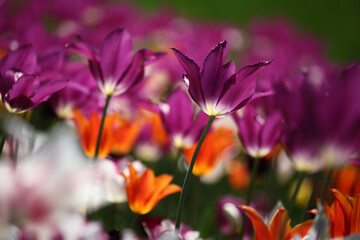 Colorful tulips flowers blooming in a garden.Very beautiful tulips in bloom and smell spring. Colorful tulip garden.