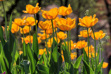 Colorful tulips flowers blooming in a garden.Very beautiful tulips in bloom and smell spring. Colorful tulip garden.