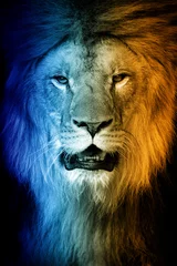 Poster Portret van een leeuw in een warme en koude schaduw © byrdyak