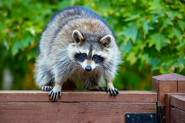 Raccoon sitting on railing