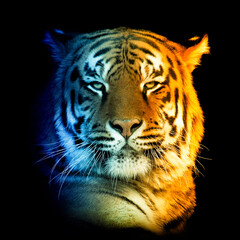 Portrait of tiger in a hot and cold shade