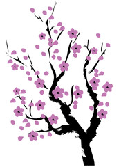 cherry blossom lavender