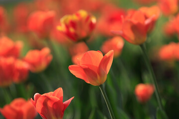 Colorful tulips flowers blooming in a garden.Very beautiful tulips in bloom and smell spring. Colorful tulip garden.