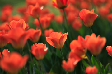 Colorful tulips flowers blooming in a garden.Very beautiful tulips in bloom and smell spring. Colorful tulip garden.