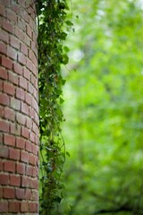 Architecture brique nature