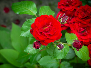 red rose in garden