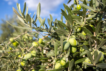 Fresh green olives on the olive tree