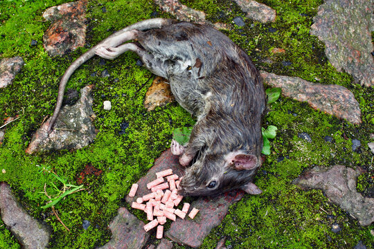 Dead big rat and spilled  pellets of poison