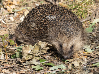 Hedgehog on the Ground