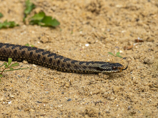 Close up of Adder Snake