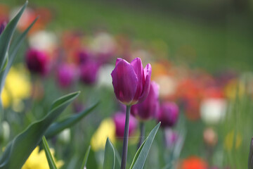 Colorful tulips flowers blooming in a garden.Very beautiful tulips in bloom and smell spring. Colorful tulip garden.